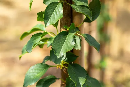 Prunus cerasus 'Kelleriis 16' - STD 10-12 CM CONT    - image 3