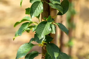 Prunus cerasus 'Kelleriis 16' - STD 10-12 CM CONT    - image 3