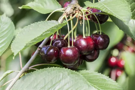 Prunus cerasus 'Kelleriis 16' - TRAINED 40 CM STEM, GIRTH 12-14 CM C35 - image 1