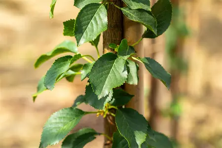 Prunus cerasus 'Kelleriis 16' - TRAINED 40 CM STEM, GIRTH 12-14 CM C35 - image 2