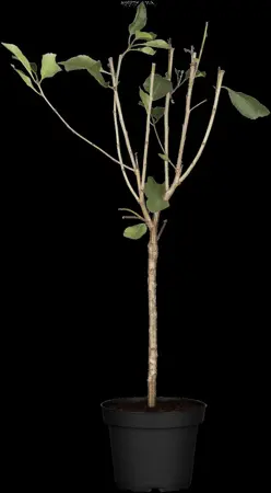 Prunus cerasus 'Kelleriis 16' - 2 YR BUSH - image 1