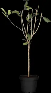 Prunus cerasus 'Kelleriis 16' - STDS 12-14 CM RB - image 1