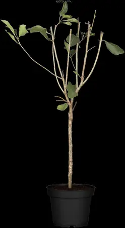 Prunus cerasus 'Kelleriis 16' - STD 10-12 CM CONT    - image 1