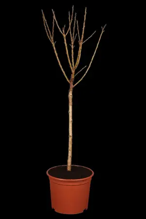 Prunus cerasus 'Umbraculifera' - STEM 225 CM, GIRTH 10-12 CM C35 - image 1