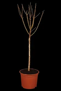 Prunus cerasus 'Umbraculifera' - STEM 225 CM, GIRTH 10-12 CM C35 - image 1