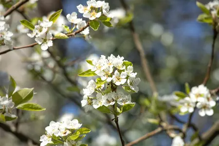 Prunus cerasus 'Umbraculifera' - 150 CM STEM C12 - image 4