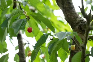 Prunus cerasus 'Umbraculifera' - 150 CM STEM C12 - image 5