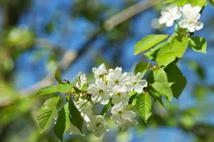 Prunus cerasus 'Umbraculifera' - 150 CM STEM C12 - image 3
