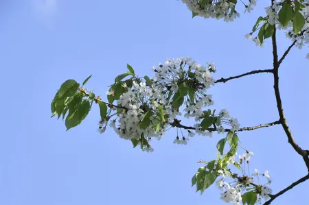 Prunus cerasus 'Umbraculifera' - 150 CM STEM C12 - image 2