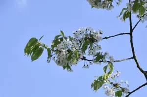 Prunus cerasus 'Umbraculifera' - STEM 180 CM, GIRTH 8-10 CM C20 - image 1
