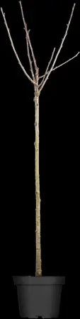 Prunus cerasus 'Umbraculifera' - 120 CM STEM C7.5 - image 2