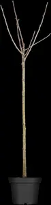 Prunus cerasus 'Umbraculifera' - STEM 180 CM, GIRTH 10-12 CM C25 - image 2