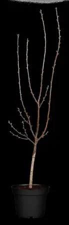 Prunus cerasus 'Umbraculifera' - STEM 250 CM, GIRTH 14-16 CM RB - image 5