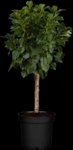 Prunus cerasus 'Umbraculifera' - STEM 250 CM, GIRTH 12-14 CM RB - image 3