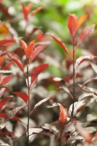 Prunus cistena