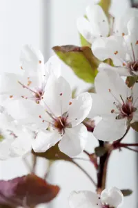Prunus cistena - 80 CM STEM C12 - image 2