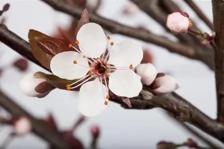 Prunus cistena - 80 CM STEM C12 - image 3