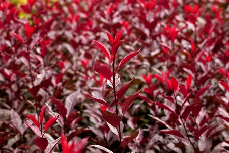 Prunus cistena - 80 CM STEM C4 - image 5