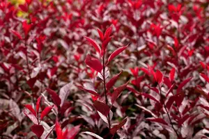 Prunus cistena - 80 CM STEM C4 - image 5
