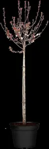 Prunus cistena - 80 CM STEM C12 - image 4