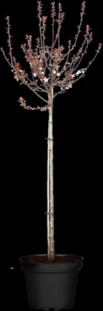 Prunus cistena - P9 - image 4