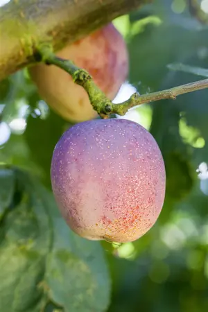 Prunus domestica 'Avalon' - 125-150 CM BR WHIP - image 3