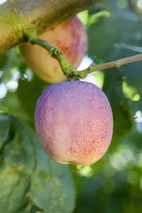 Prunus domestica 'Avalon' - 125-150 CM BR WHIP - image 3