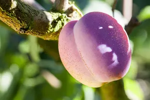 Prunus domestica 'Avalon' - 125-150 CM BR WHIP - image 4