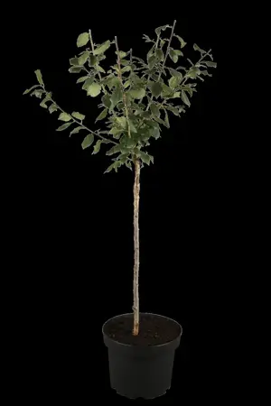 Prunus domestica 'B?hler Fr?hzwetsche' - STDS 6-8 CM - image 1