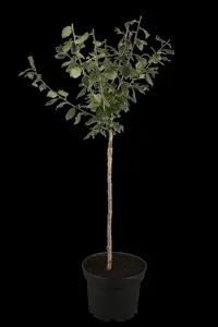 Prunus domestica 'B?hler Fr?hzwetsche'