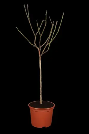 Prunus domestica 'Belle de Louvain' - 2 YR BUSH - image 2