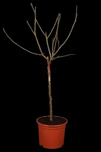 Prunus domestica 'Belle de Louvain'