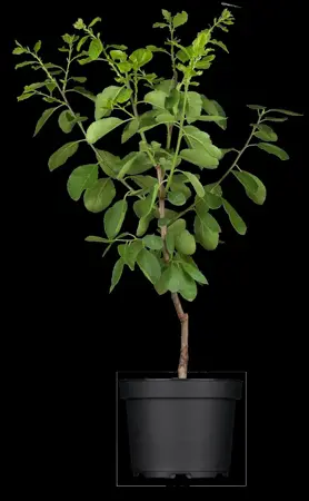 Prunus domestica 'Damson' - 1/2 STDS BR