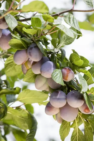 Prunus domestica 'Early Laxton' - STDS 6-8 CM