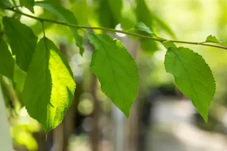 Prunus domestica 'Hanita' - 1/2 STDS BR - image 3