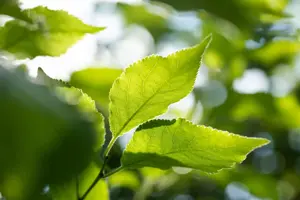 Prunus domestica 'Hanita' - 1/2 STDS BR - image 4