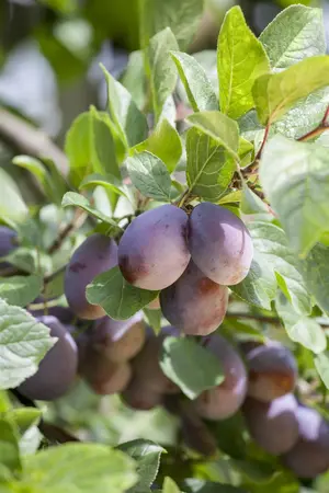 Prunus domestica 'Herman' - STDS 12-14 CM CONT