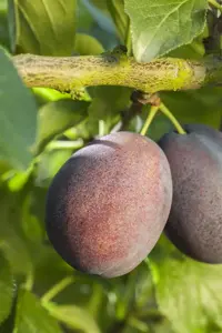 Prunus domestica 'Jubileum' - 2 YR BUSH - image 3