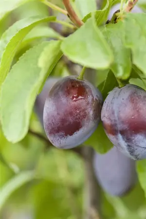 Prunus domestica 'President' - 1/2 STEM, GIRTH 14-16 CM C70