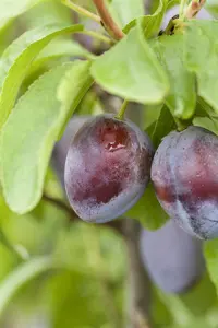 Prunus domestica 'President'
