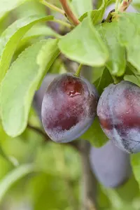 Prunus domestica 'President' - 1/2 STEM, GIRTH 20-25 CM RB