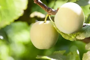Prunus domestica 'Reine Claude d'Oullins'