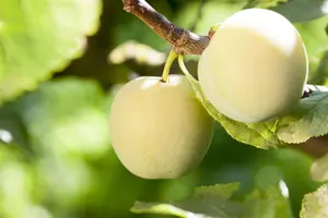 Prunus domestica 'Reine Claude d'Oullins' - STDS 6-8 CM CONT