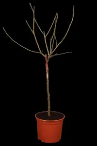 Prunus domestica 'Reine Claude Violettte'