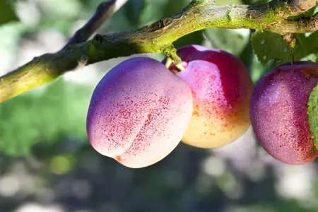 Prunus domestica 'The Czar' - 2 YR BUSH
