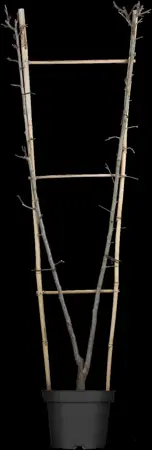 Prunus domestica 'Victoria' - STDS 6-8 CM