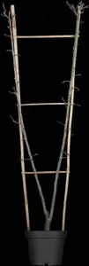 Prunus domestica 'Victoria' - 7L - FANTRAINED 150 CM