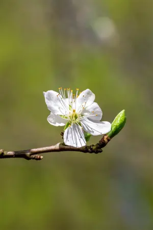 Prunus domestica 'Wangenh. Fr?hzwetsche' - 1/2 STDS BR - image 2