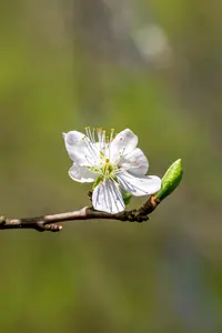 Prunus domestica 'Wangenh. Fr?hzwetsche' - STDS 10-12 CM RB - image 2