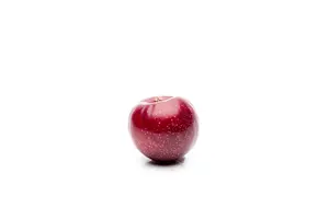 Prunus domestica 'Washington' - 1/2 STEM, GIRTH 10-12 CM C25 - image 3